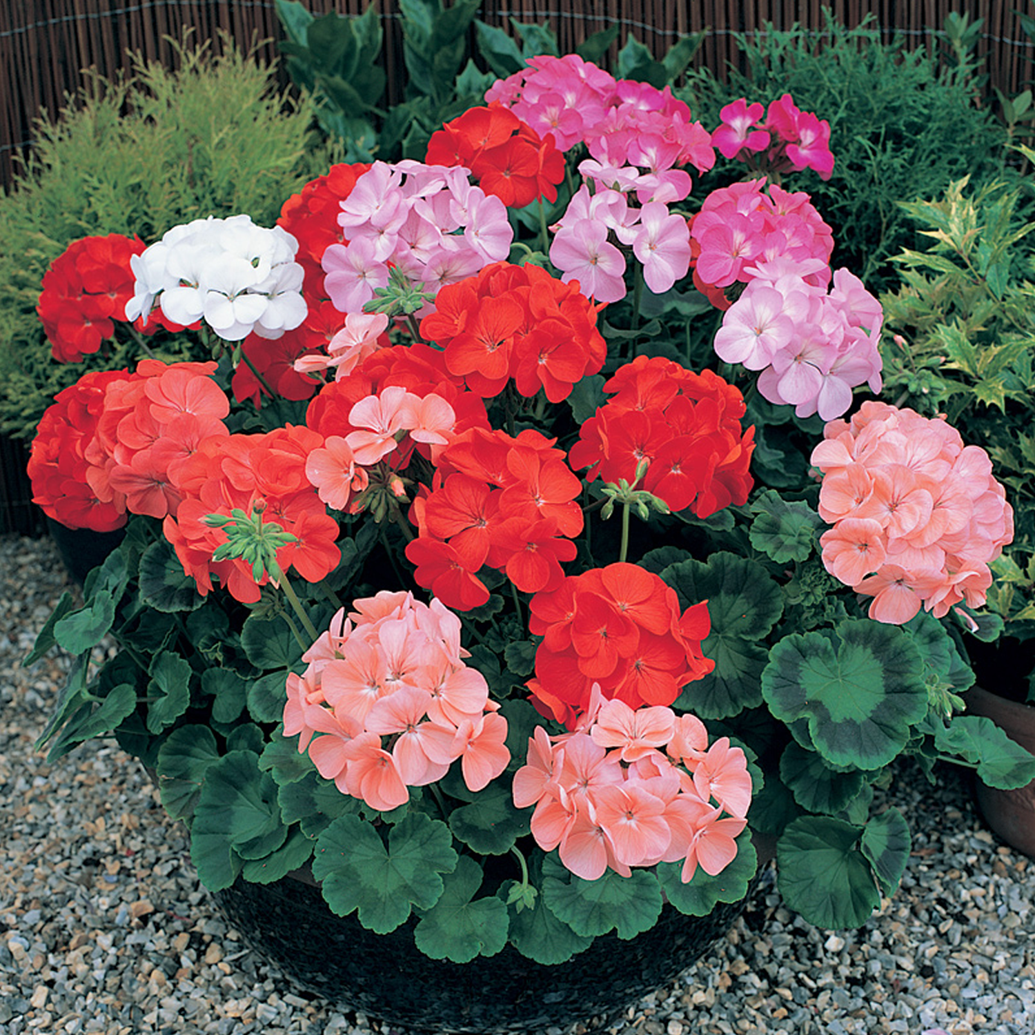 Geranium Seeds - Maverick Mix