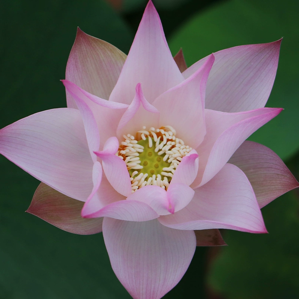 Mini Bowl Lotus Rhizome – Daruma