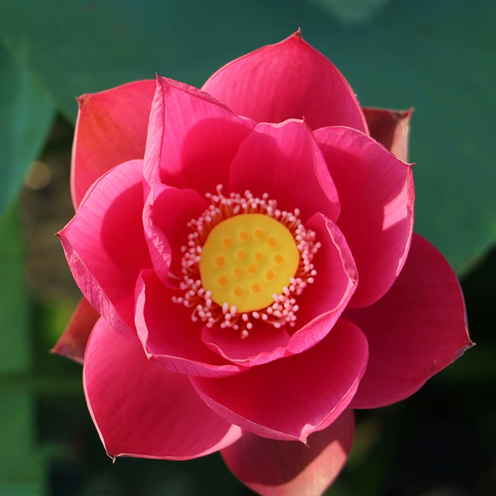 Mini Bowl Lotus Tuber – Ancient
