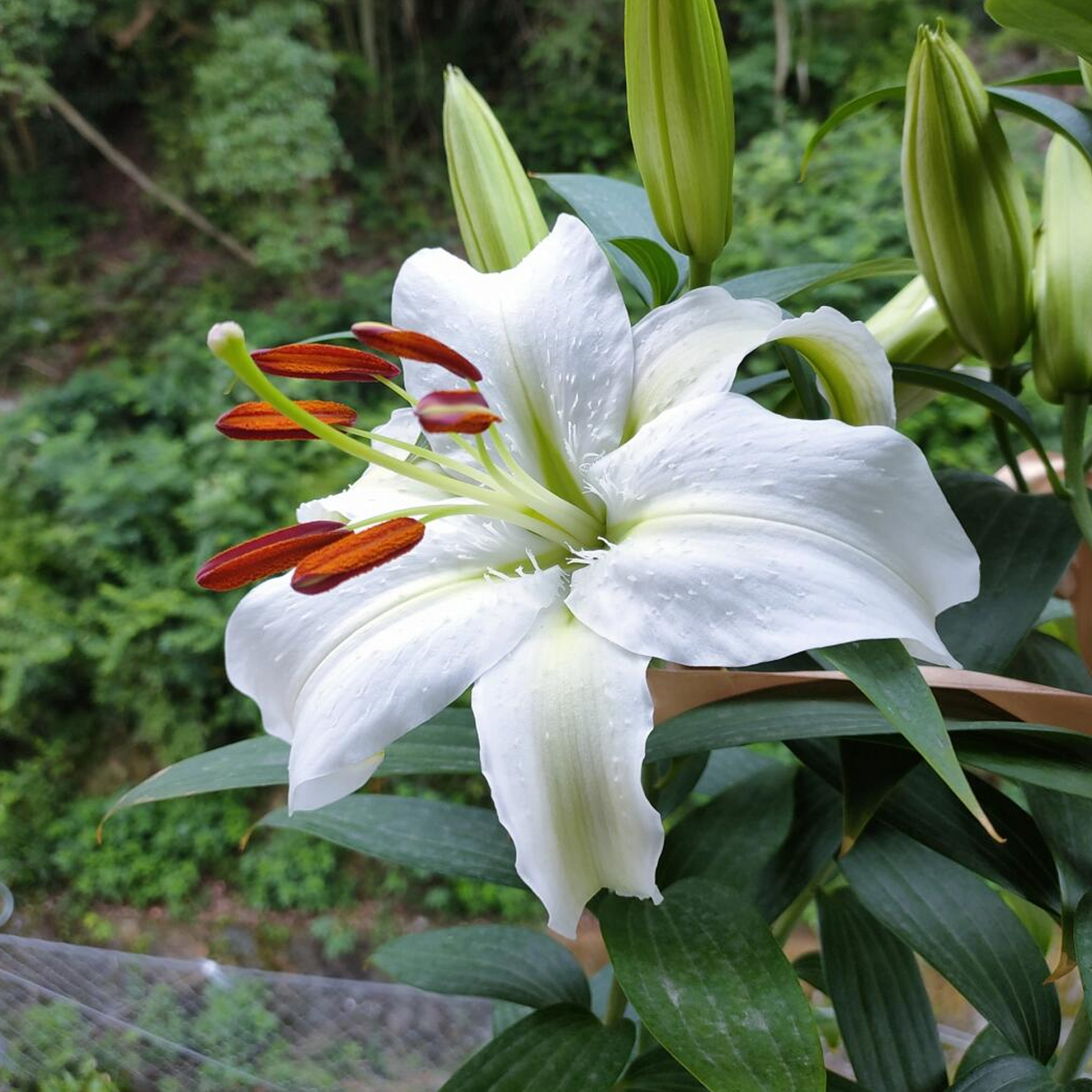 Lily Bulbs - Siberia
