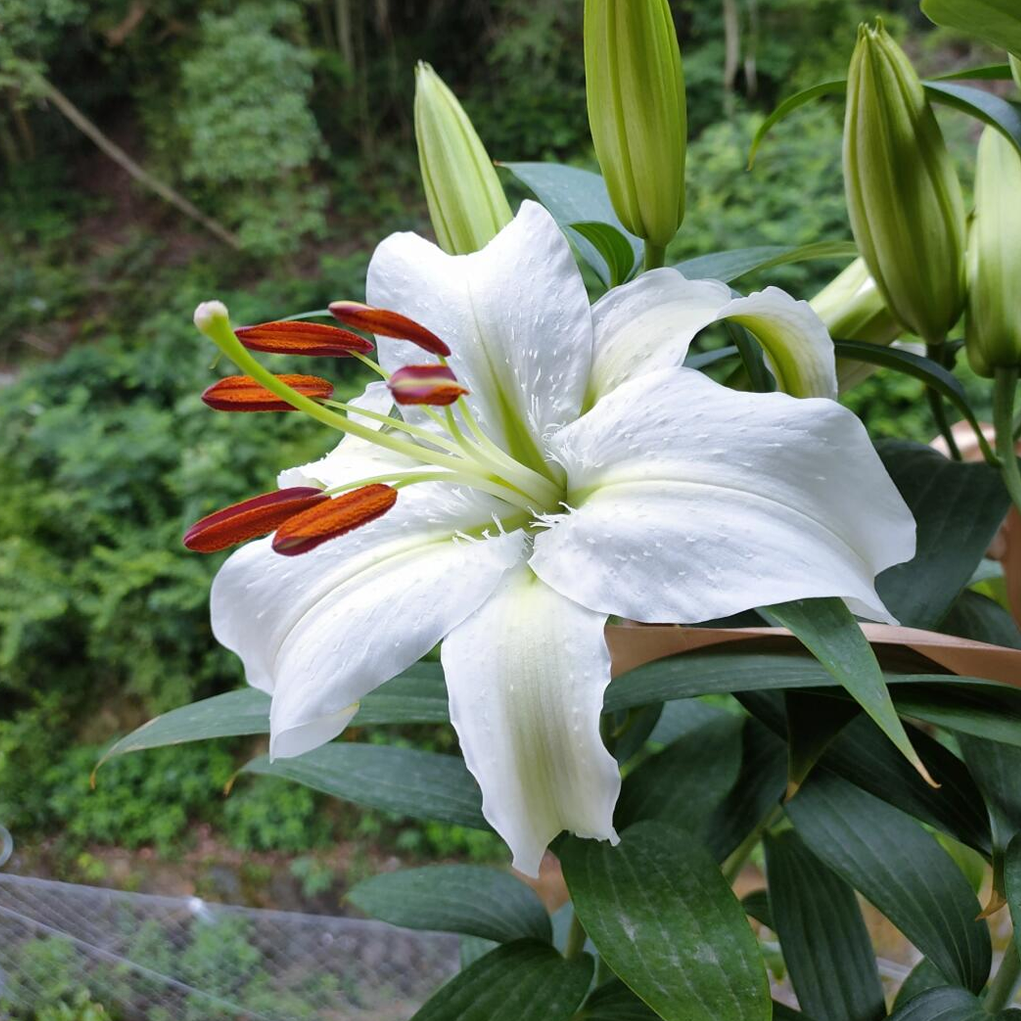 Lily Bulbs - Siberia