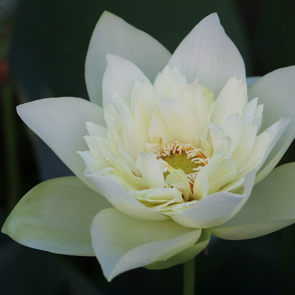 Midi-Large Bowl Lotus Rhizome – Yellow Peony