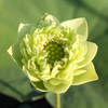 Midi Bowl Lotus Rhizome – Golden Emerald