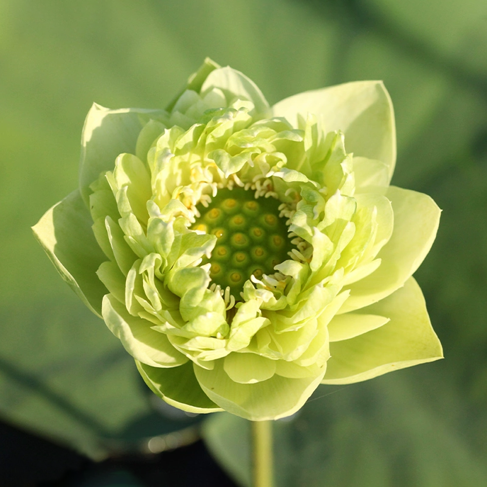 Midi Bowl Lotus Rhizome – Golden Emerald
