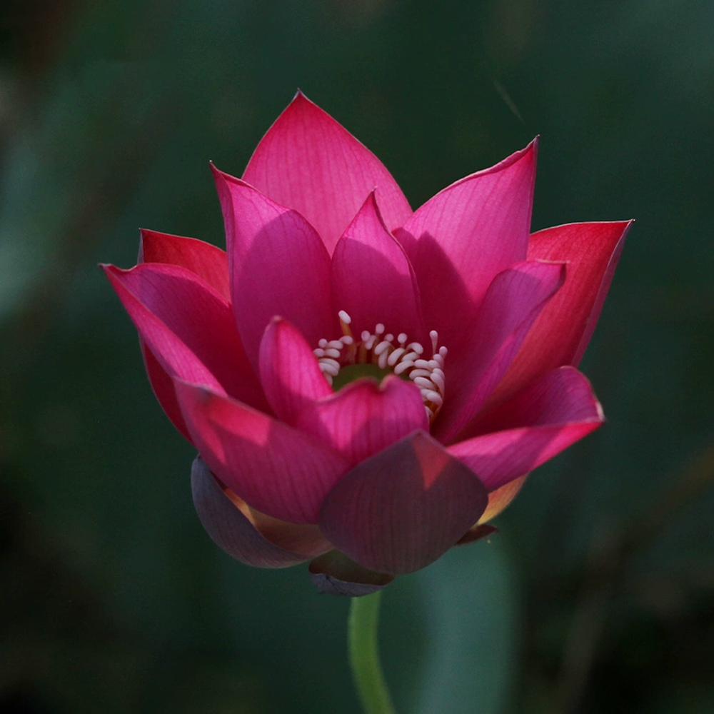 Micro Bowl Lotus Rhizome – Scarlet Dress