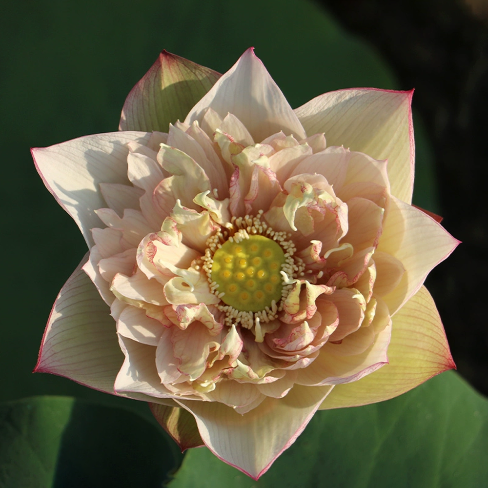 Midi Bowl Lotus Rhizome – Tender Glance