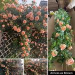 Climbing Rose Plant - Sweet Dream