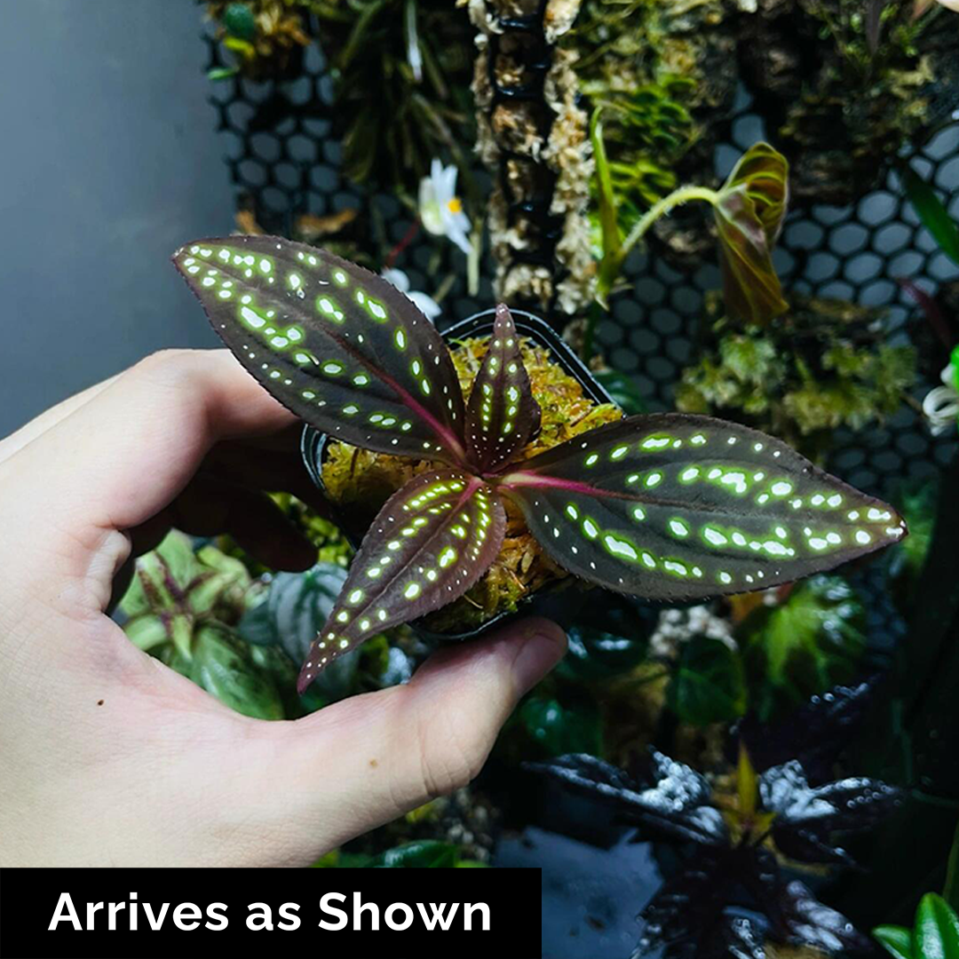 Sonerila cf. margaritacea (Glowing dots) - Red