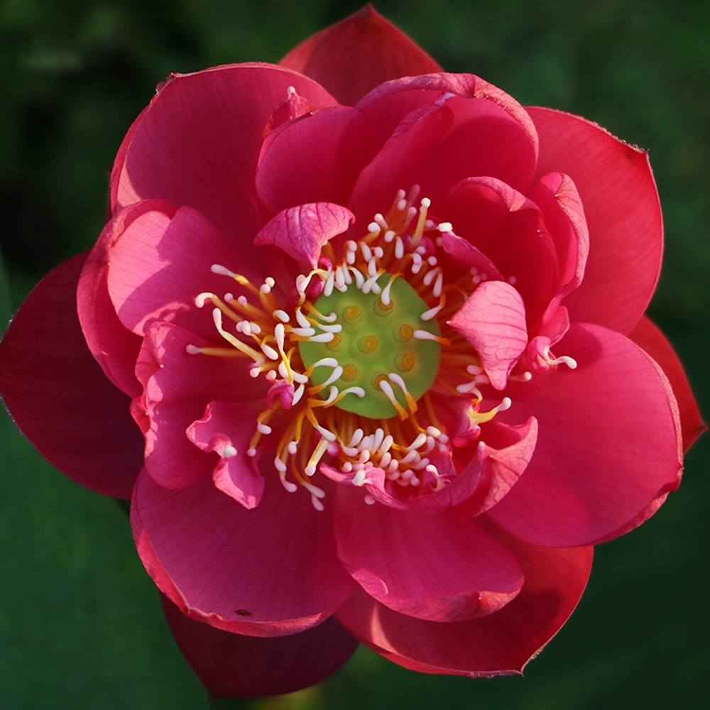 Mini Bowl Lotus Rhizome – Spring Dawn