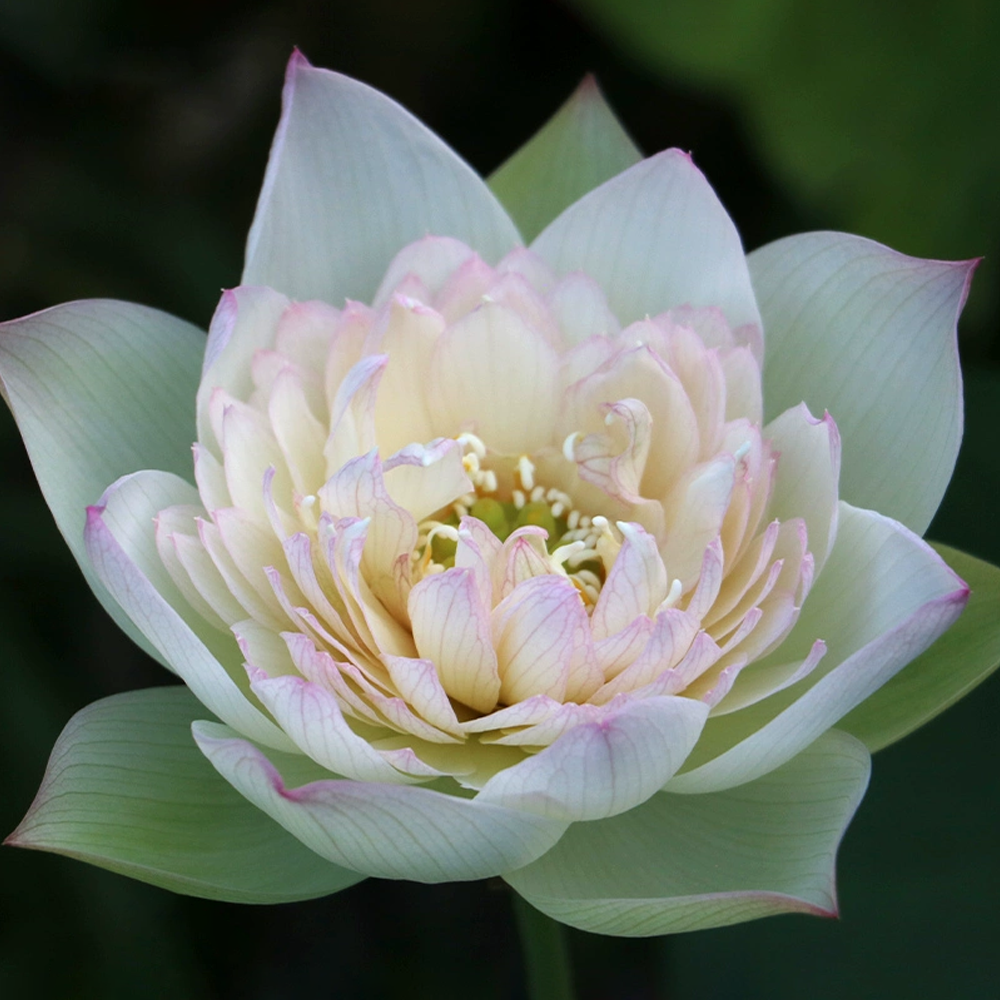 Midi Bowl Lotus Rhizome – Junyu Lotus