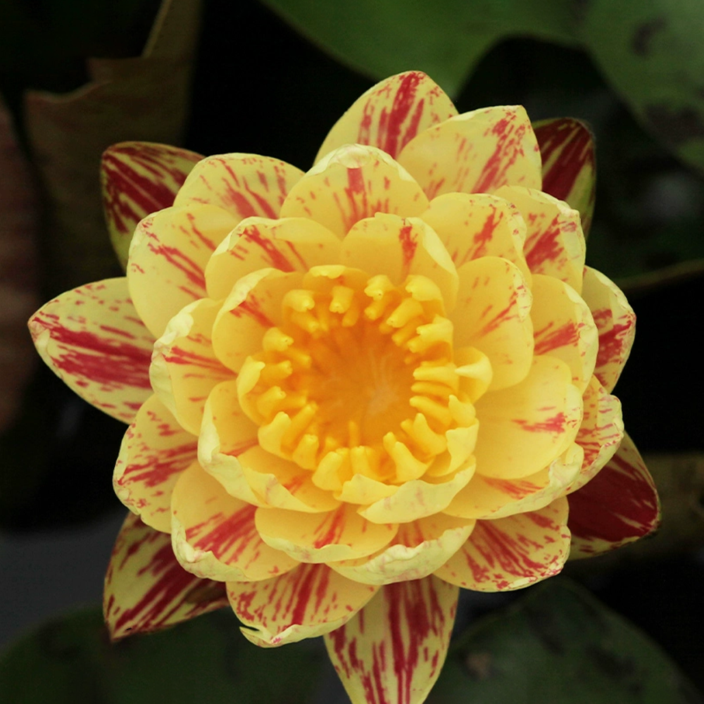 Mid-Small Water Lily Rhizome – Palani