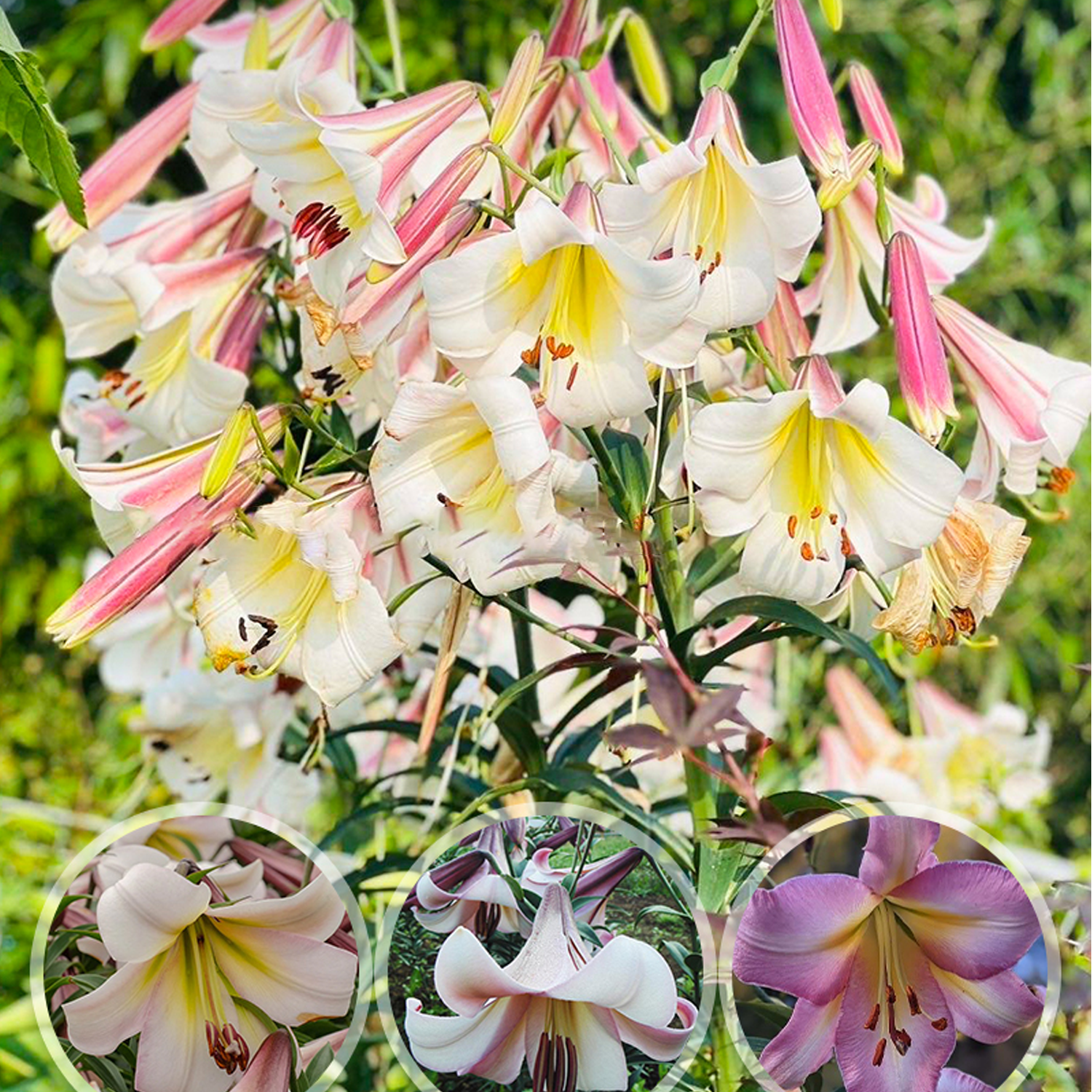 Lily Bulbs - Eastern Moon