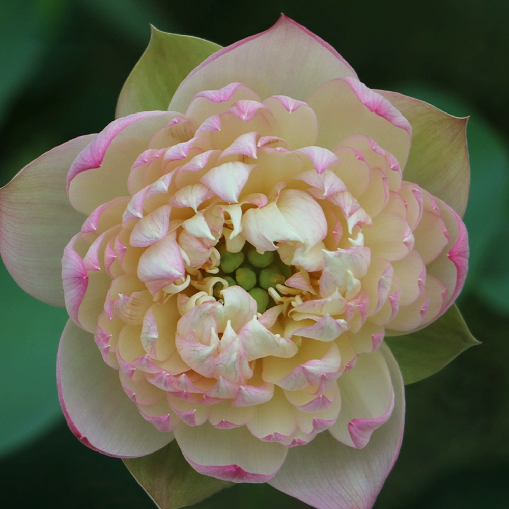 Midi Bowl Lotus Rhizome – Feathered Veil