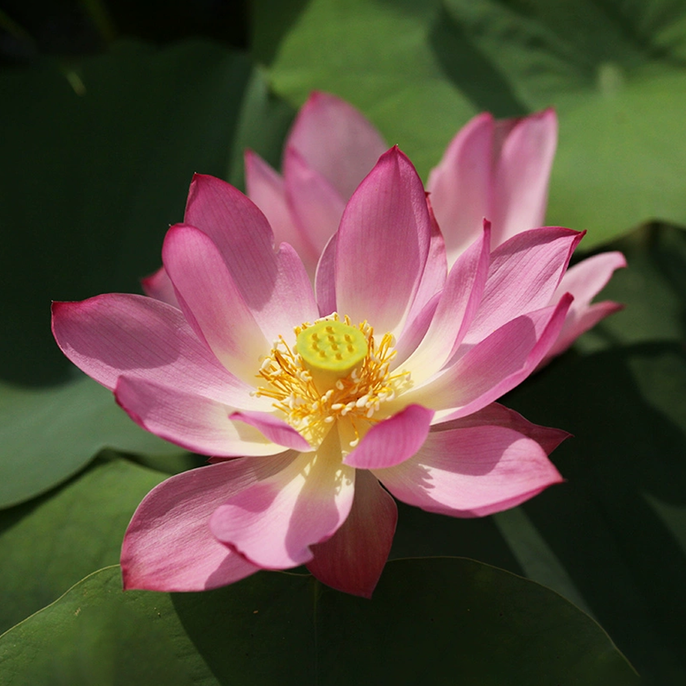 Micro Bowl Lotus Tuber – Festive Lanterns