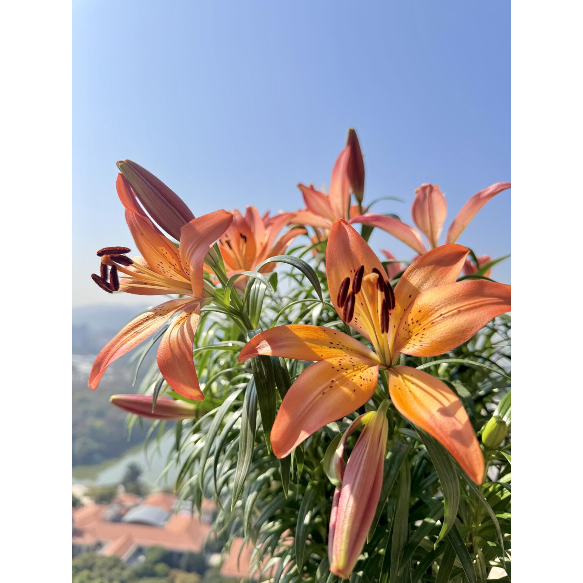 Lily Bulbs - Royal Sunset