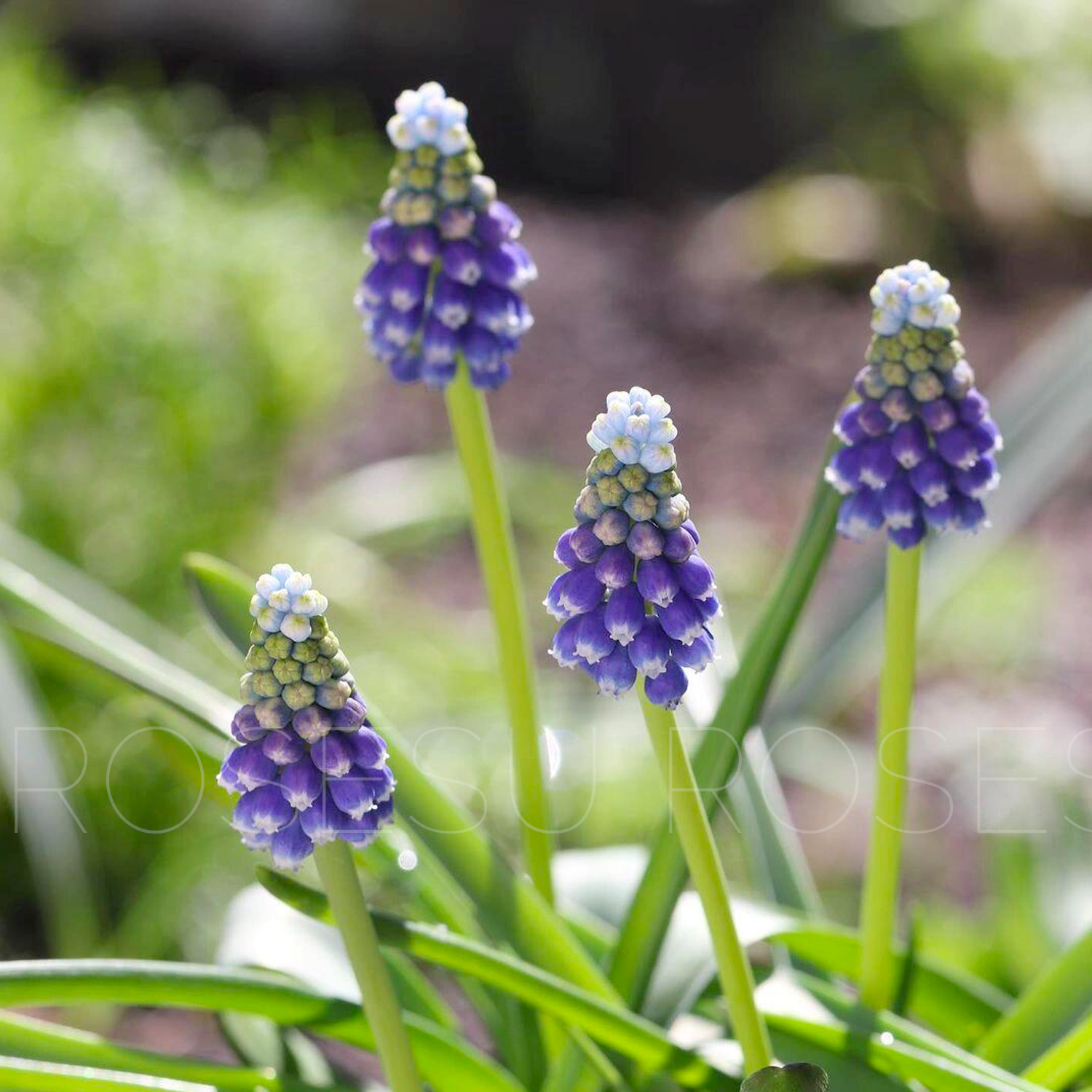 Grape Hyacinths