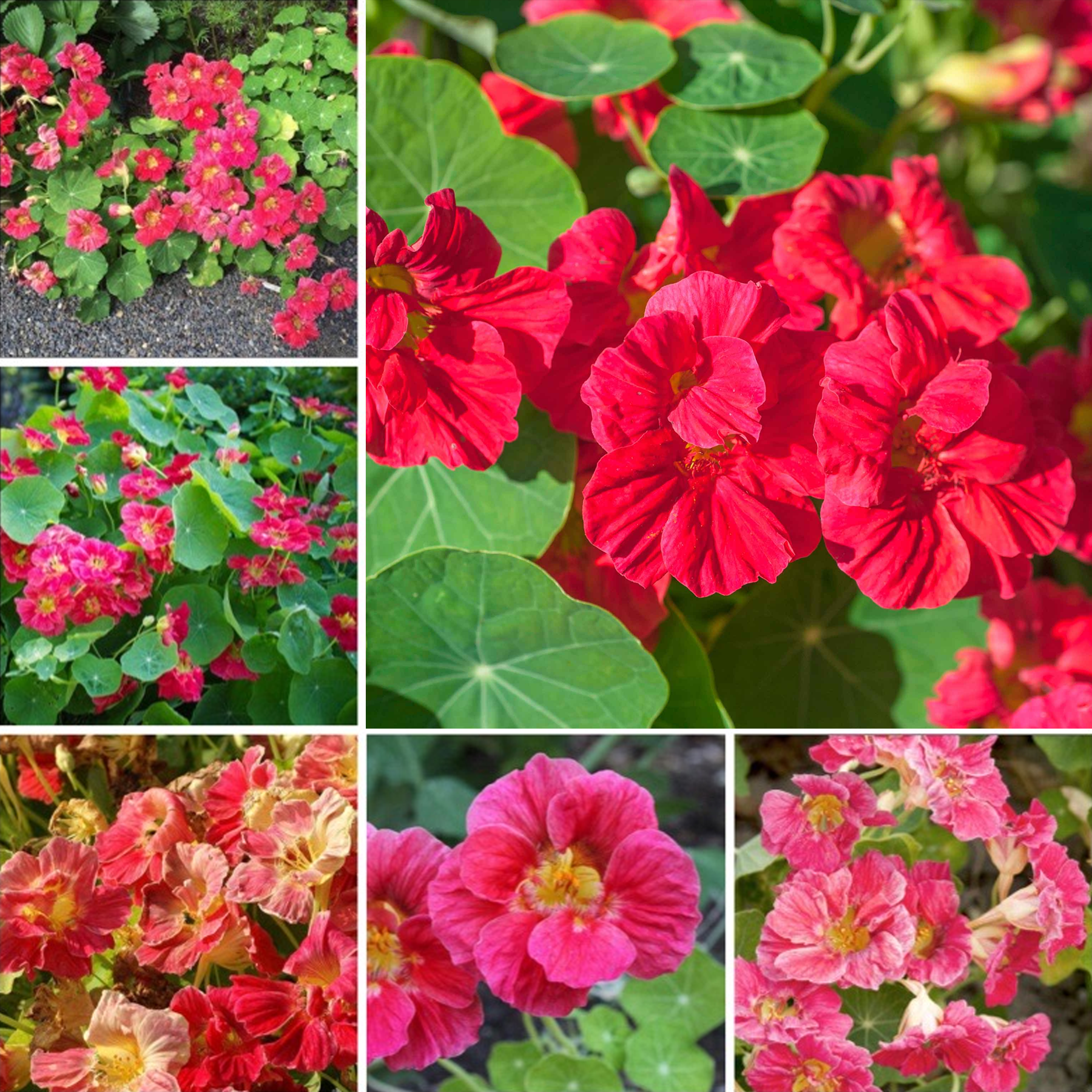 Nasturtium Seeds - Jewel Cherry Rose