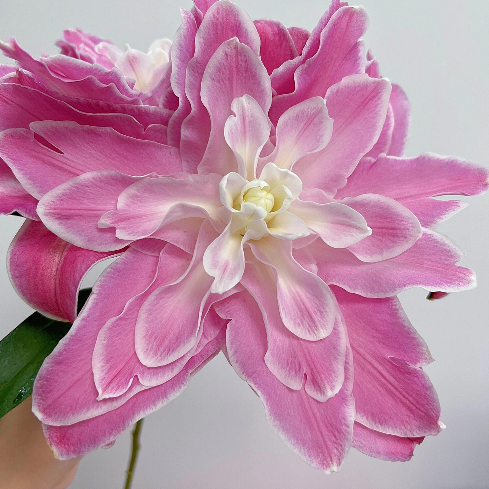 Lily Bulbs - Lotus Wonder