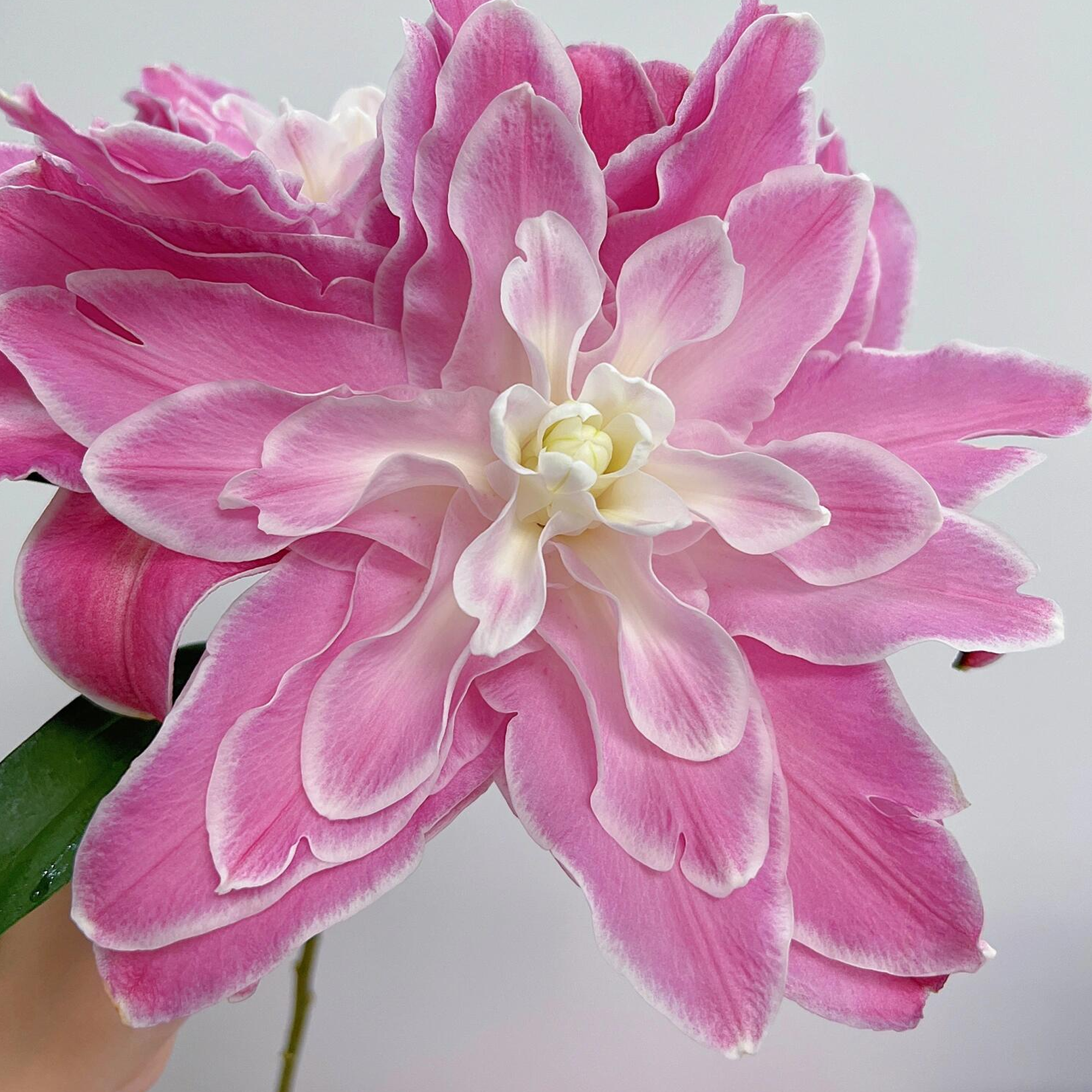 Lily Bulbs - Lotus Wonder