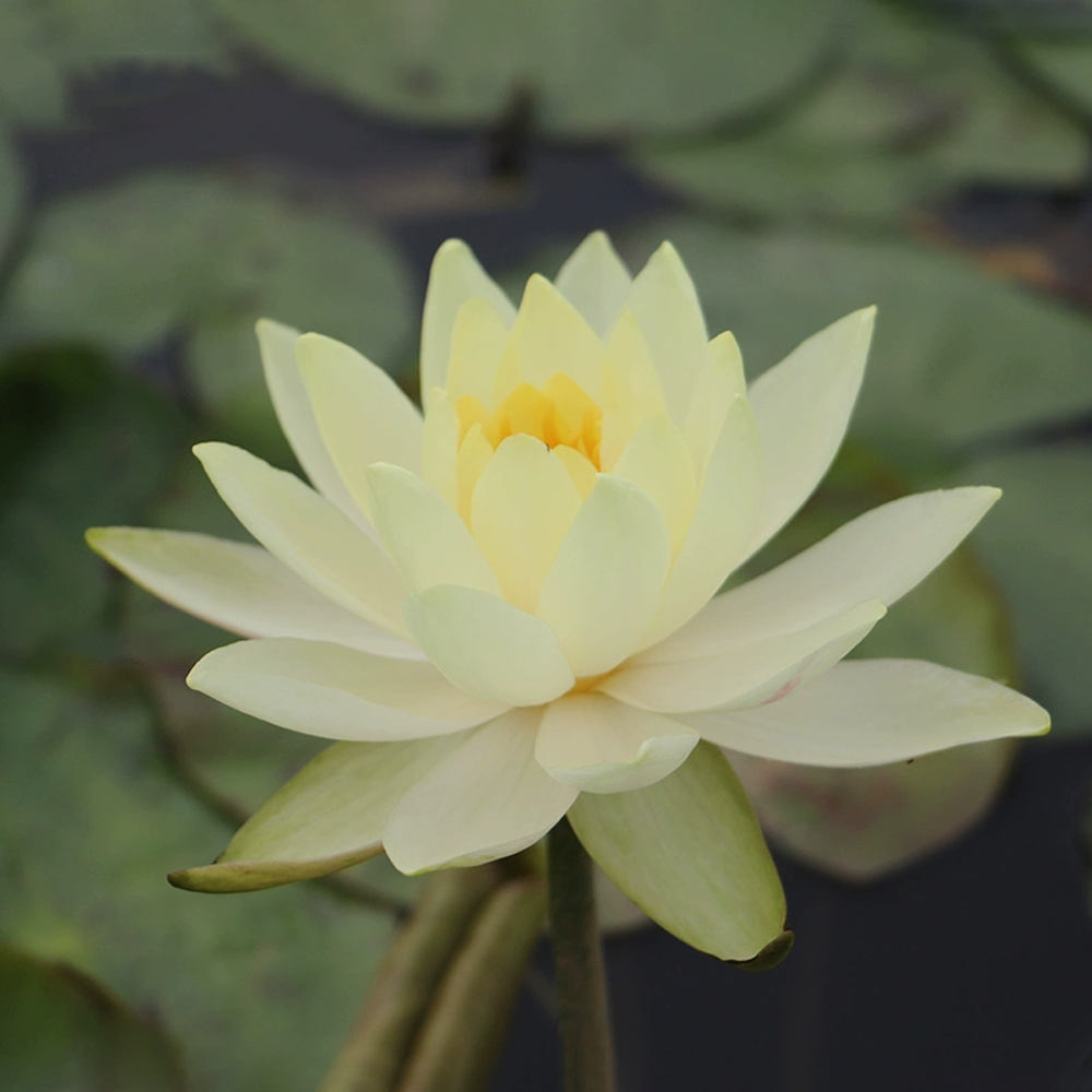 Mid-Small Water Lily Rhizome – Essence