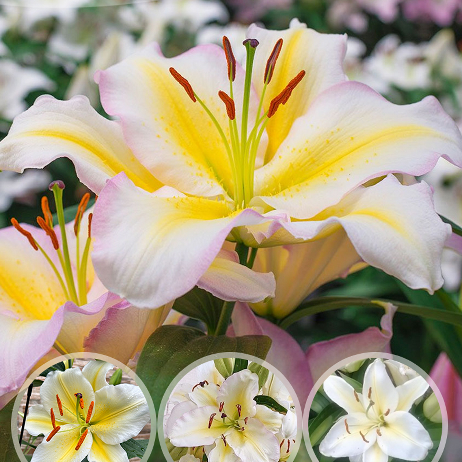 Lily Bulbs - Captain Tricolore