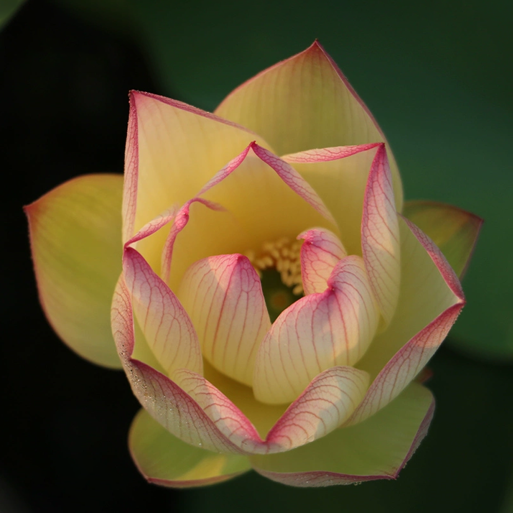 Mid-Small Bowl Lotus Rhizome – Sunset Glow