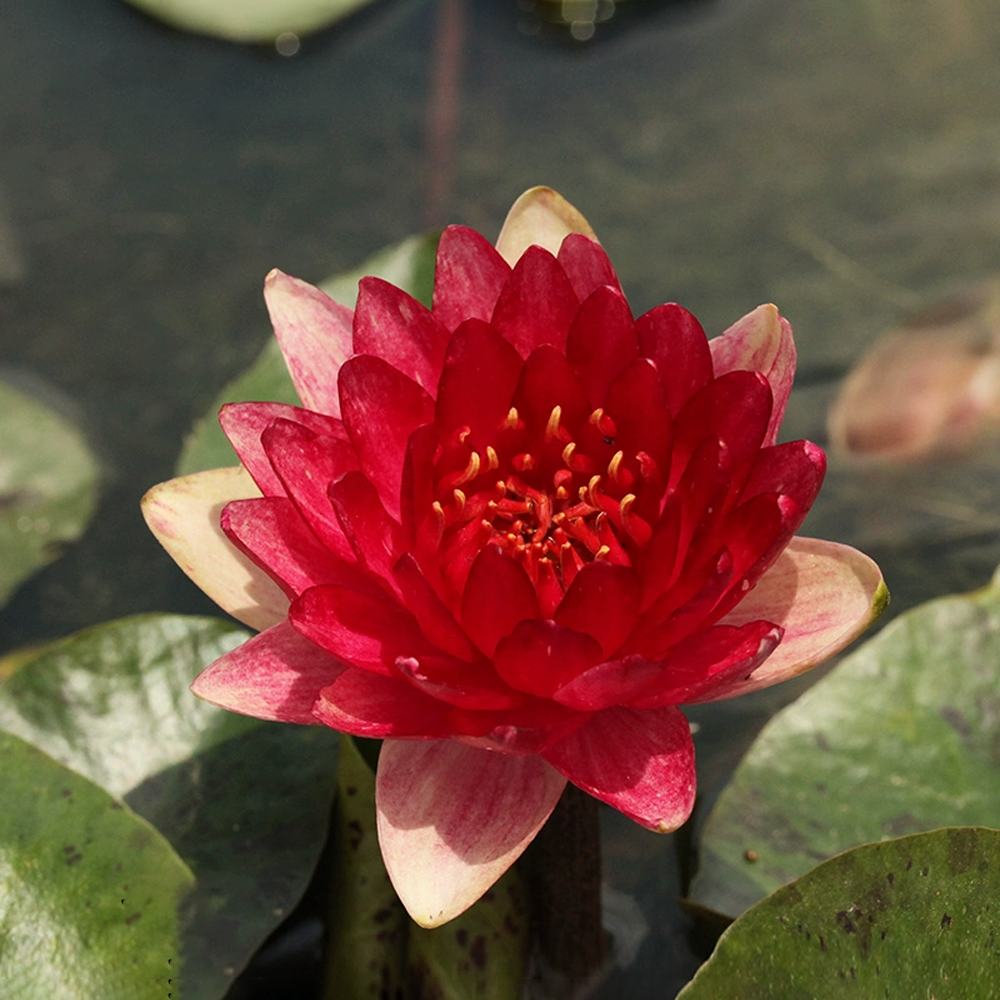 Mini Water Lily Rhizome – Stephens Creation