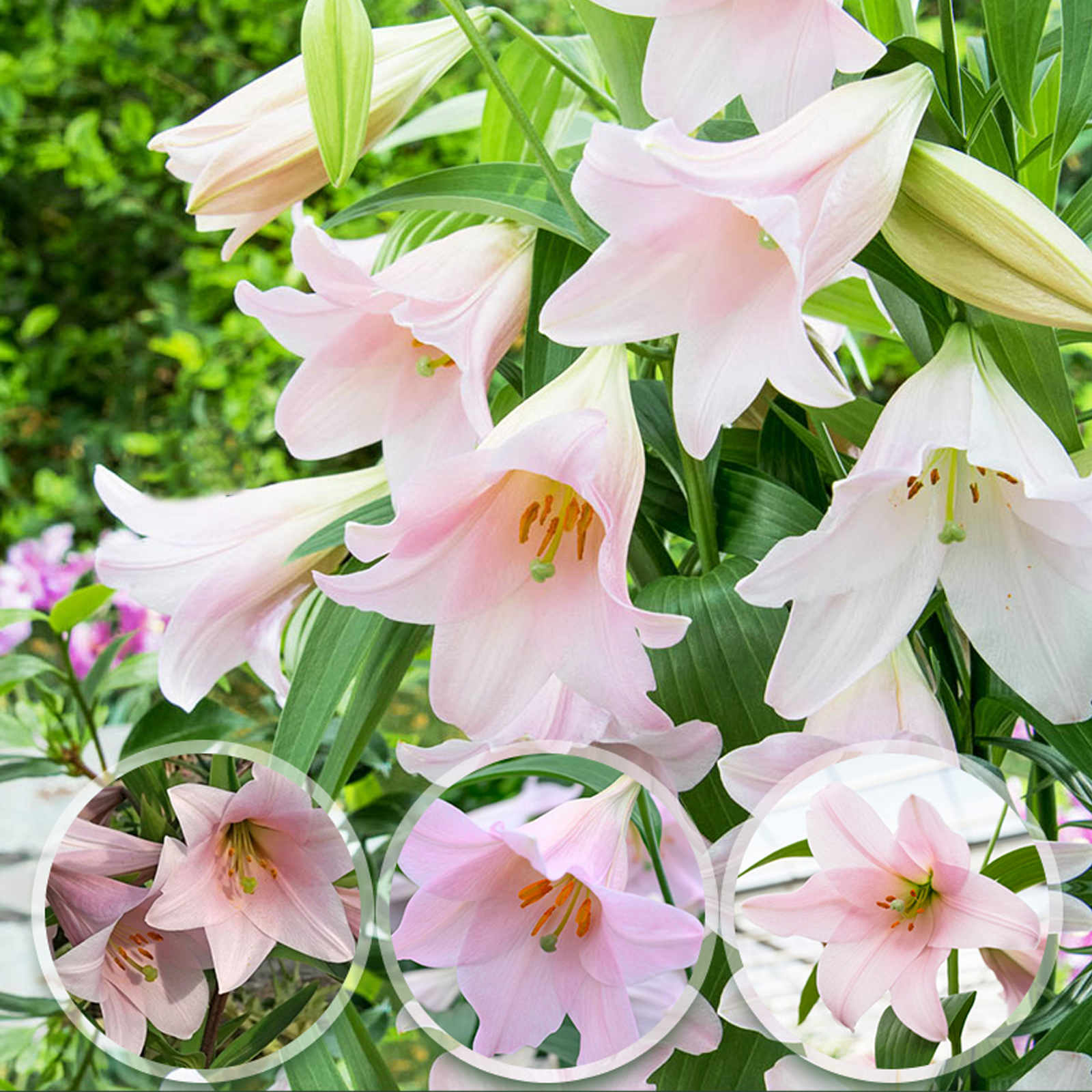 LO Lily Bulbs - Magnefique