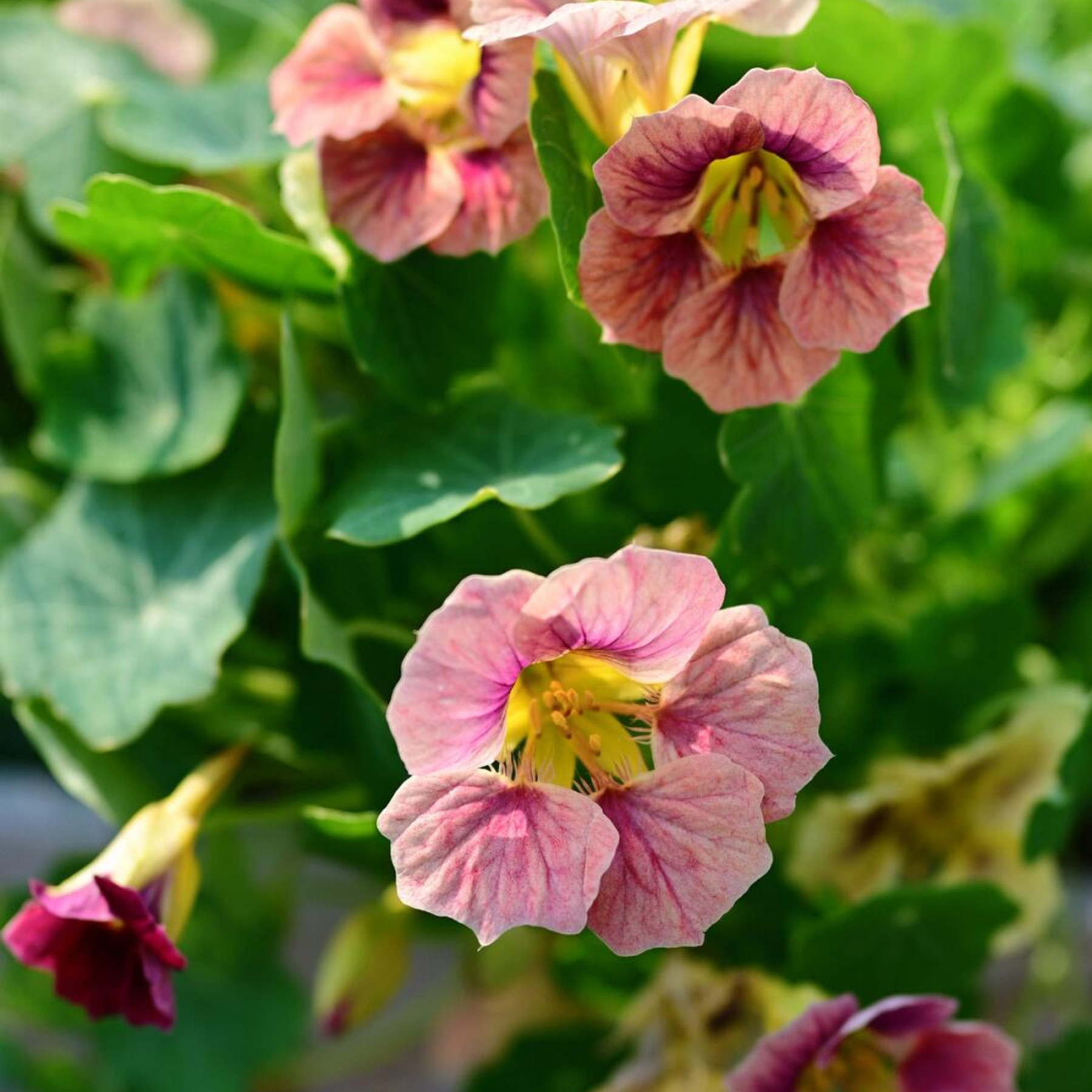 Nasturtium Seeds - Ladybug Rose