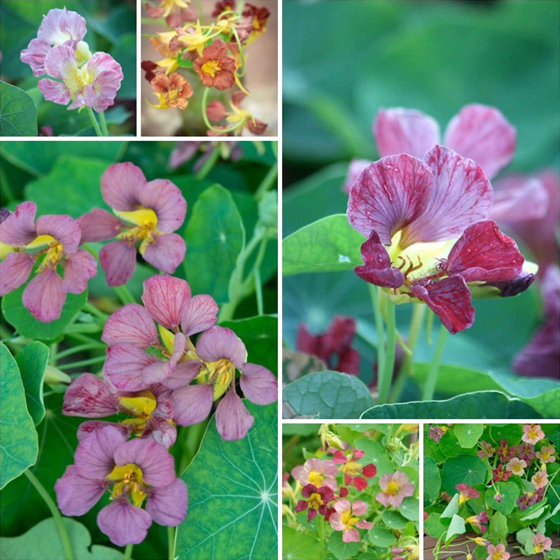 Nasturtium Seeds - Purple Emperor