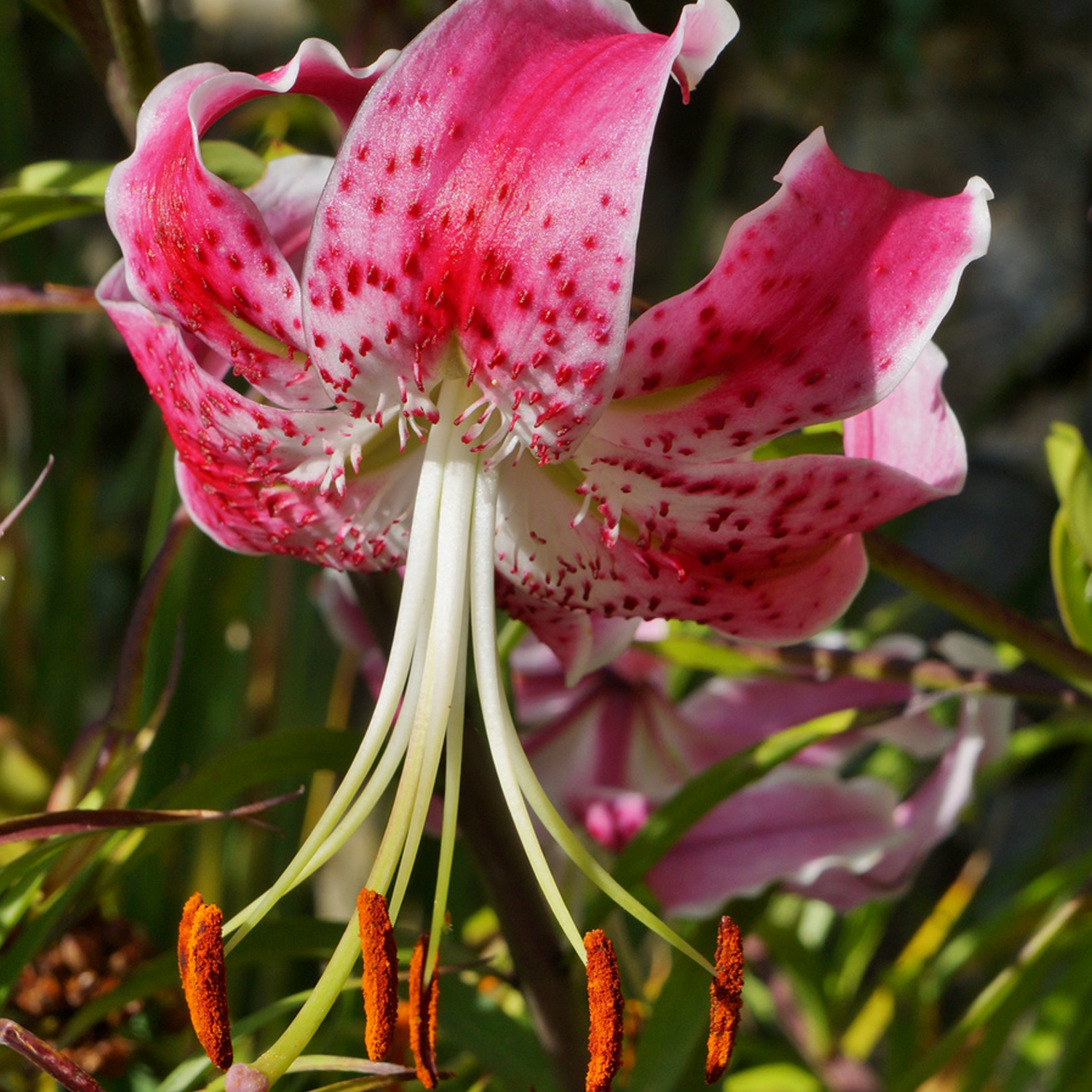 Lily Bulbs - Spec. Var. Rubrum Uchida