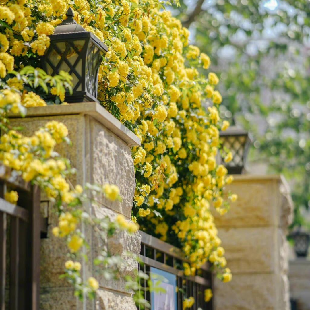 Climbing Rose Plant - Golden Perfume