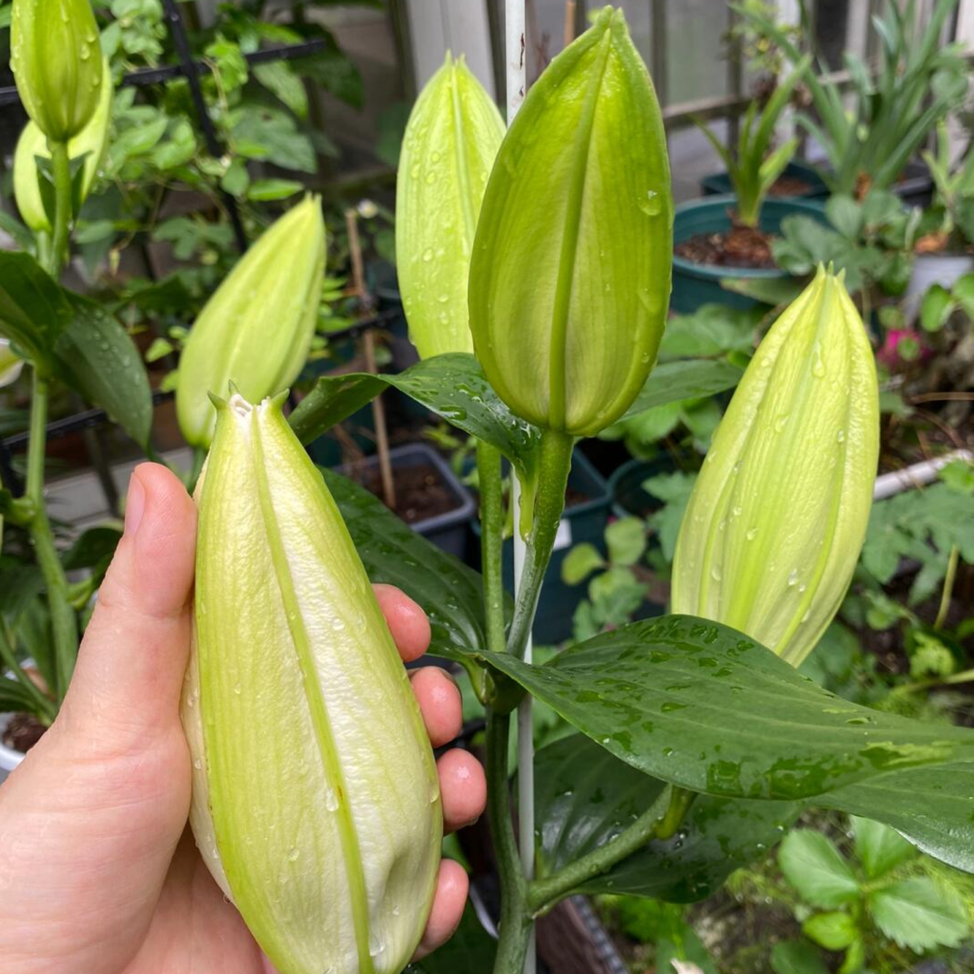 Lily Bulbs - Captain Tricolore