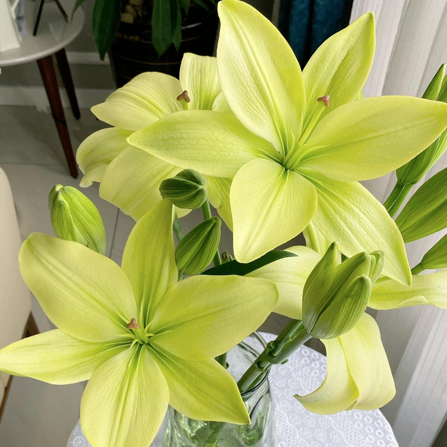 Lily Bulbs - Trebbiano