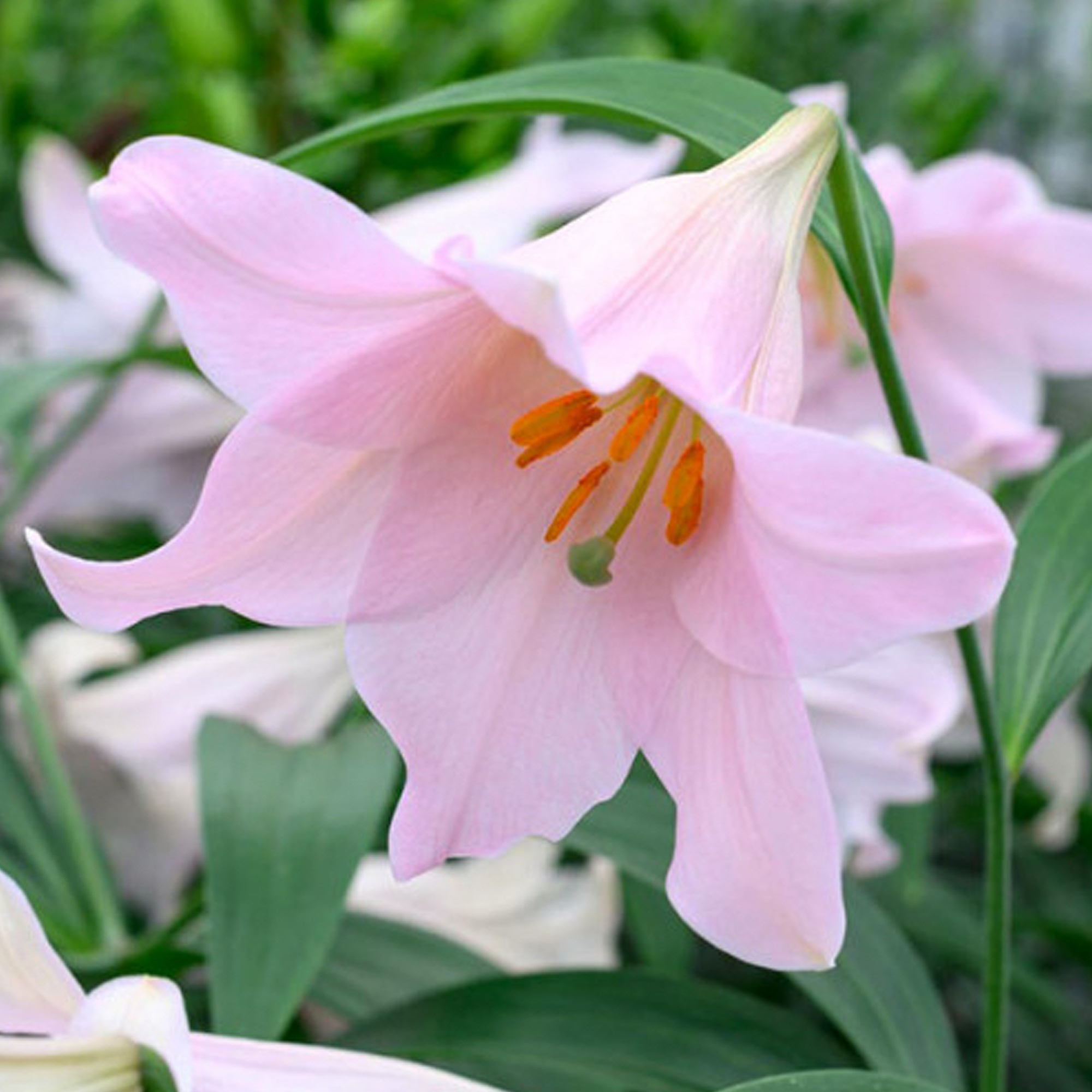LO Lily Bulbs - Magnefique