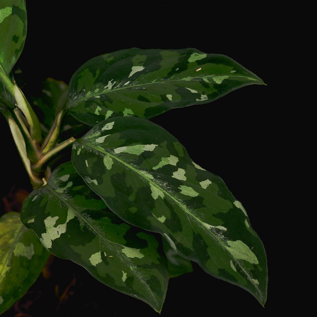 Sumatra Aglaonema pictum - Camouflage