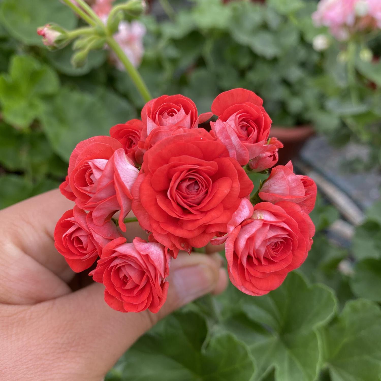 Geranium Seeds - Rose
