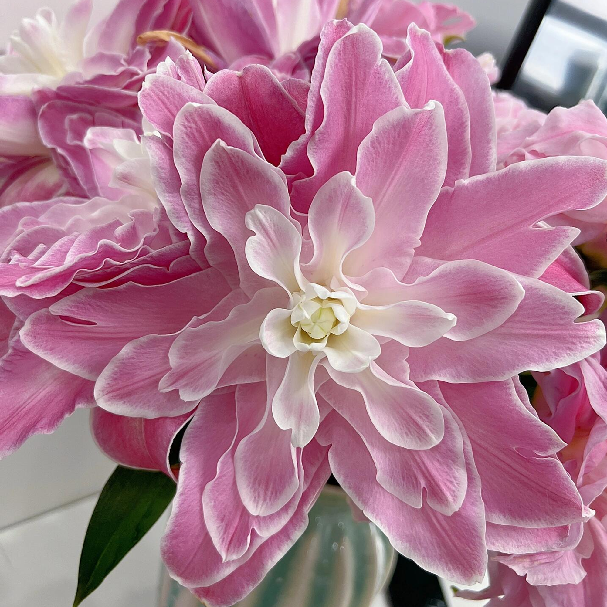 Lily Bulbs - Lotus Wonder