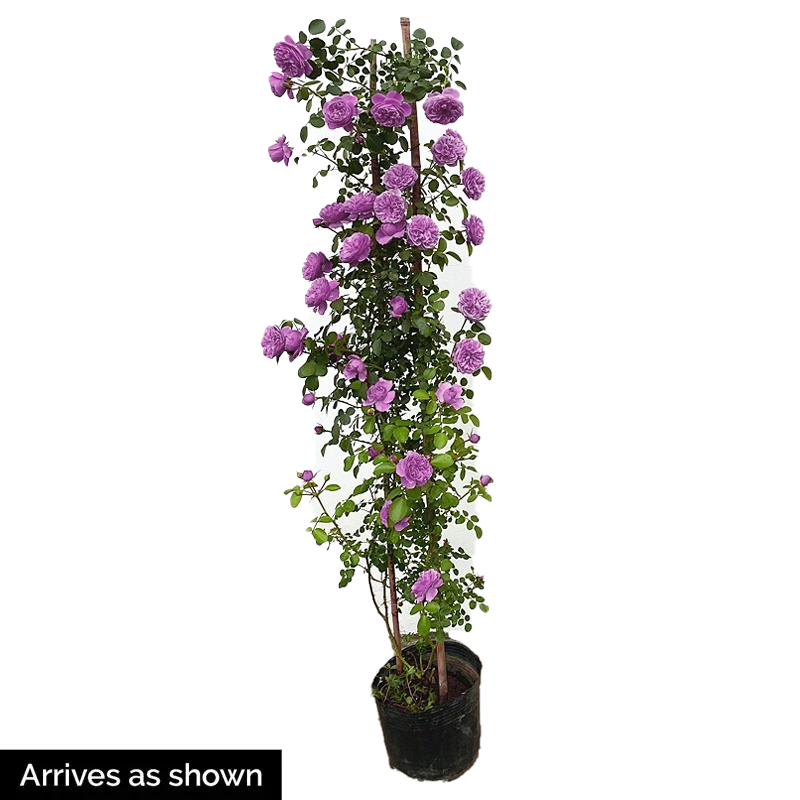 Climbing Rose Plant - Blue Rain Shade