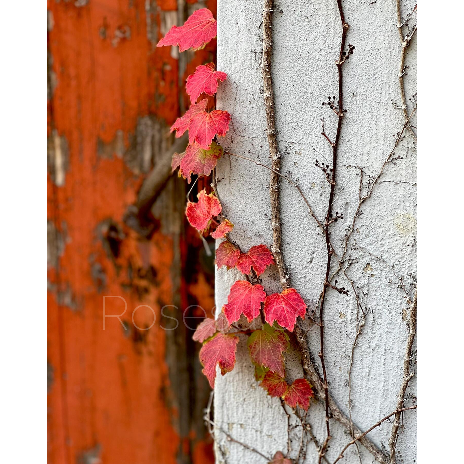 Boston Ivy Seeds