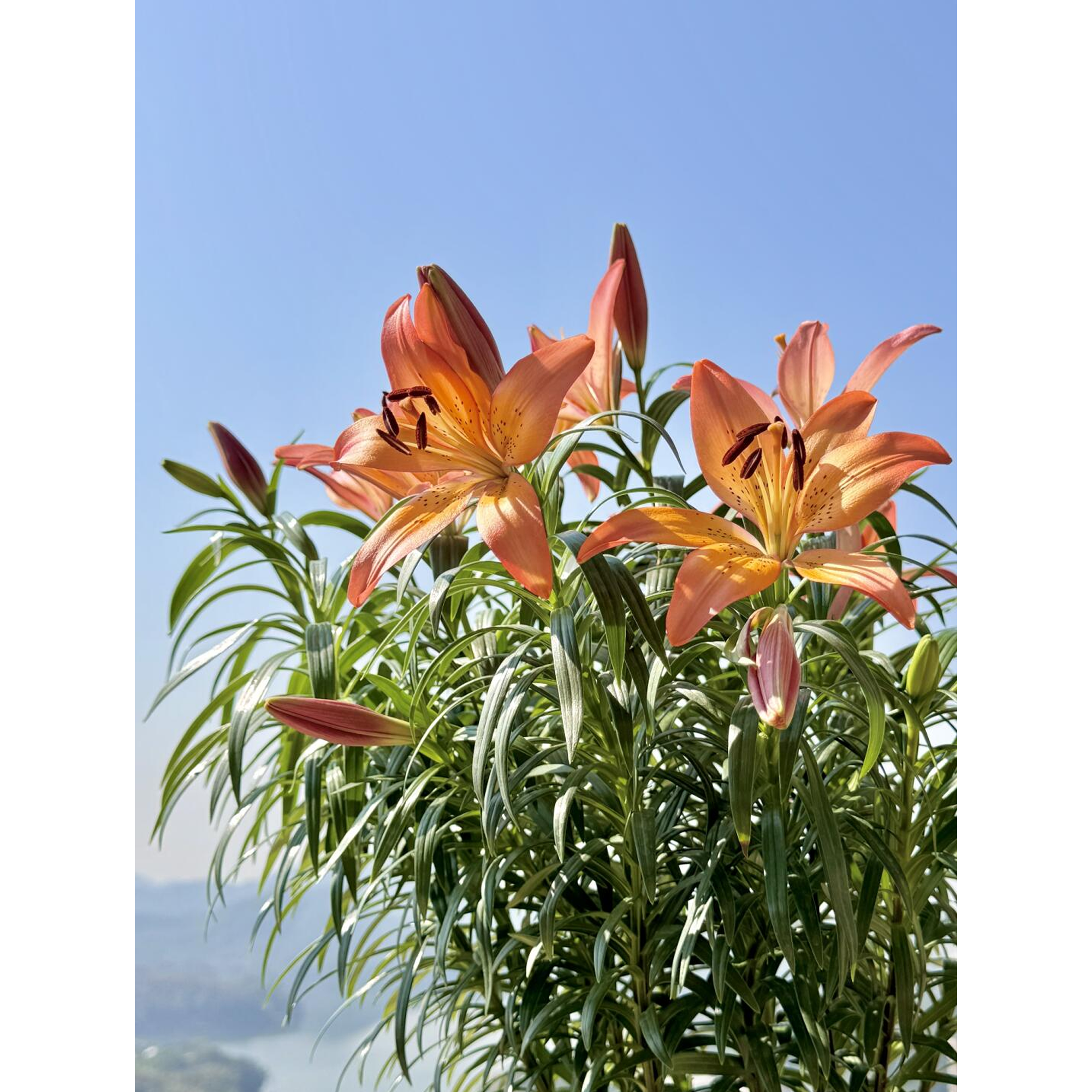 Lily Bulbs - Royal Sunset