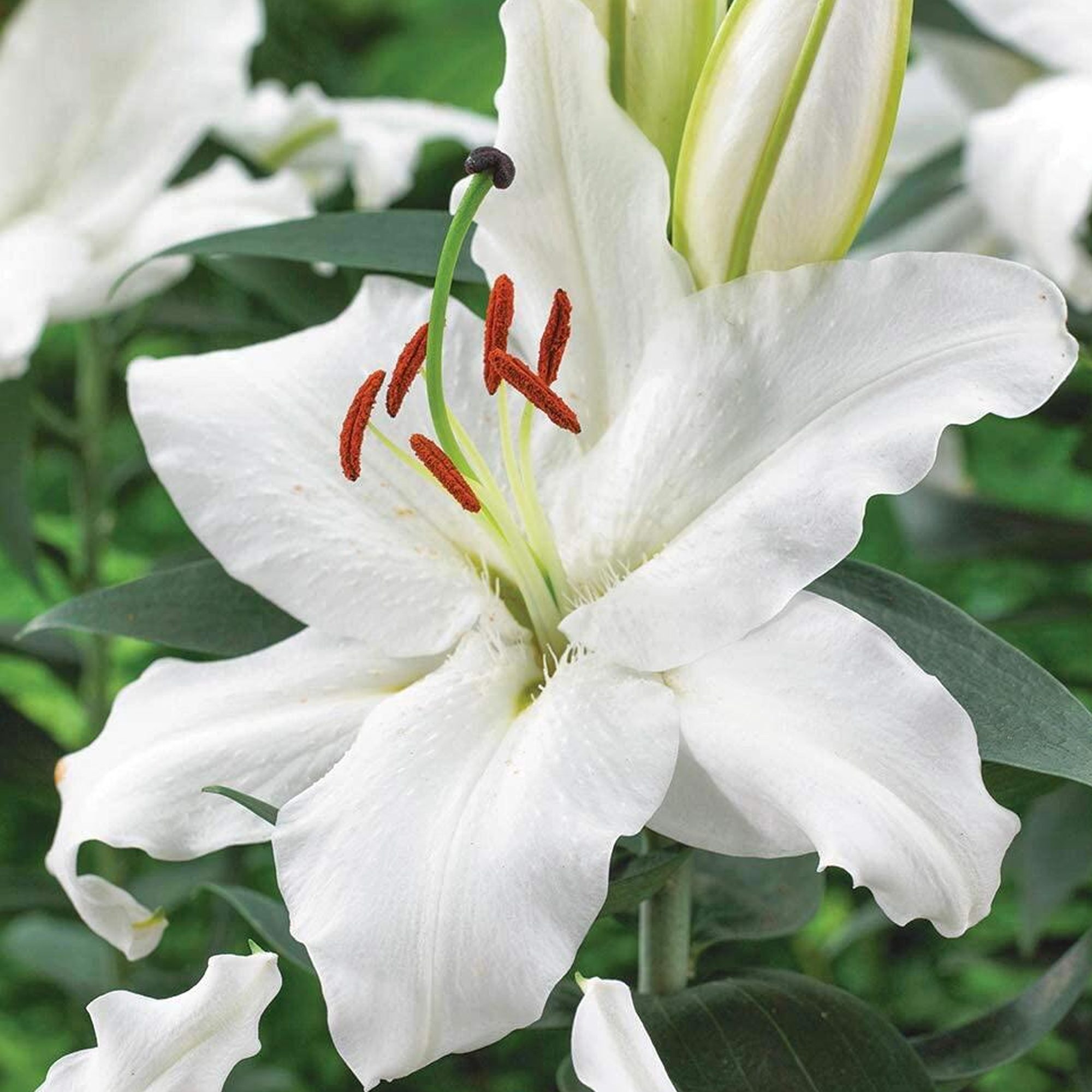 Lily Bulbs - Siberia