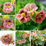 Nasturtium Seeds - Ladybug Rose