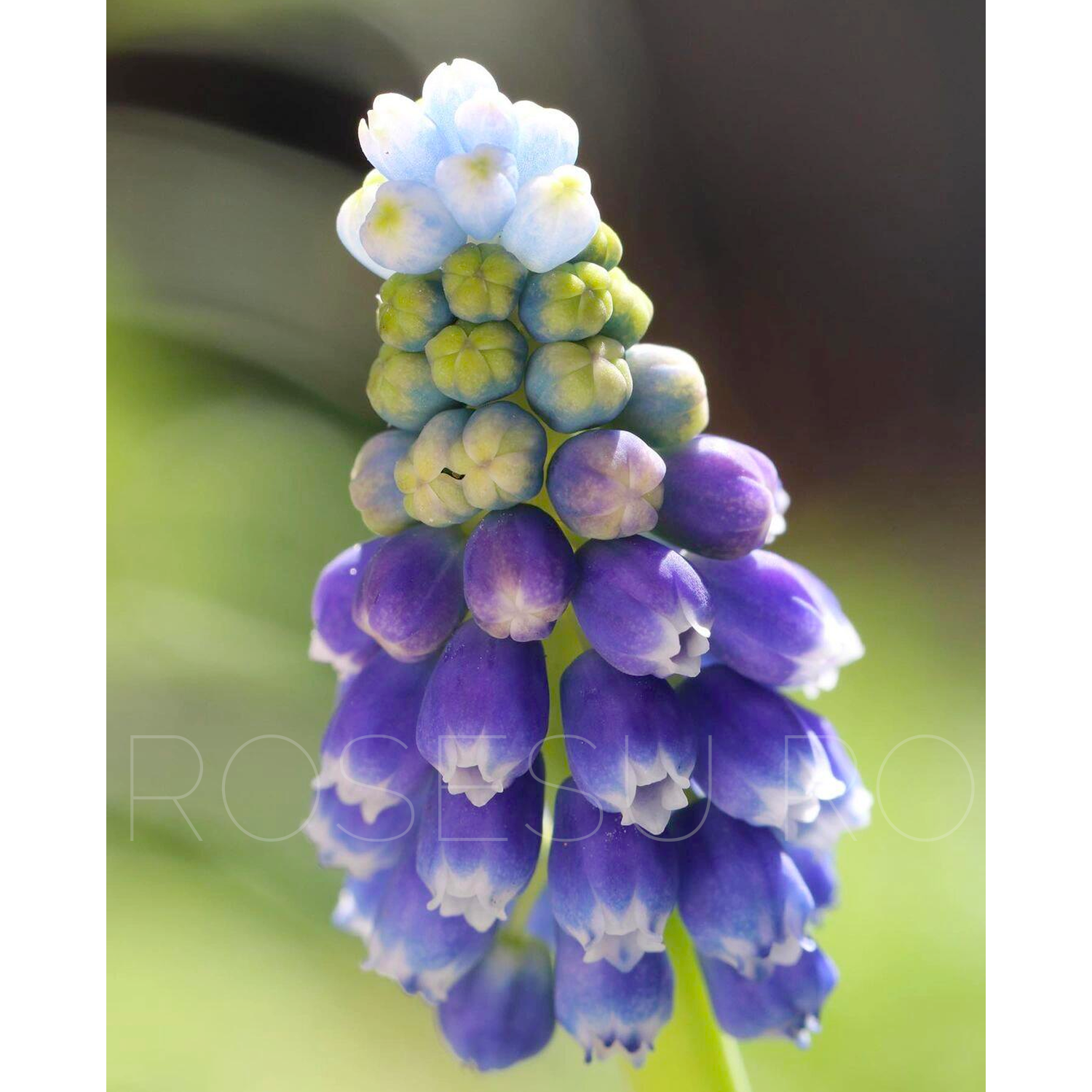 Grape Hyacinths