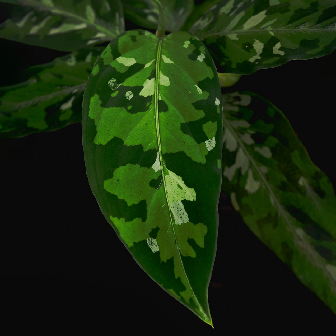 Sumatra Aglaonema pictum - Camouflage