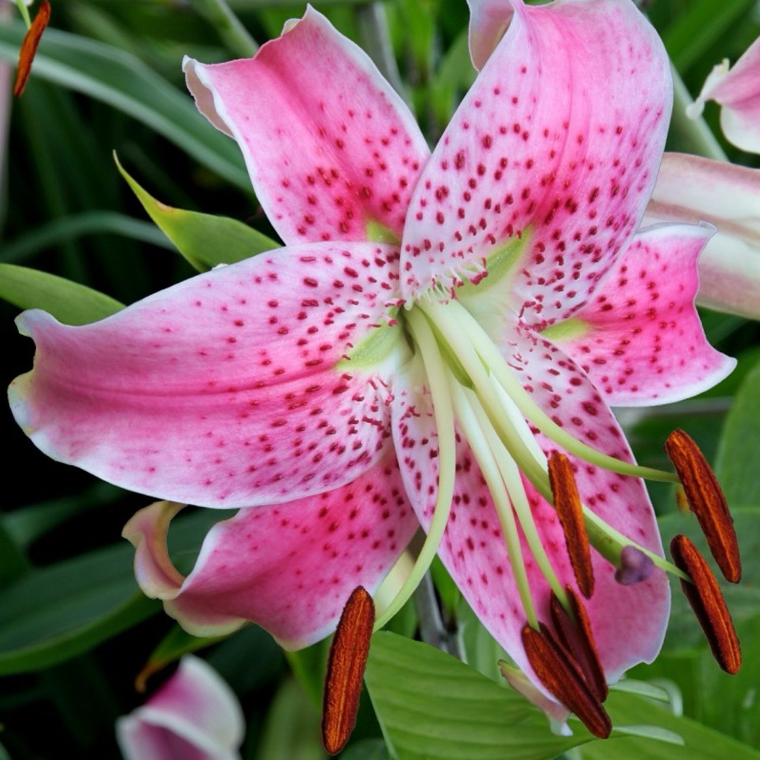 Lily Bulbs - Spec. Var. Rubrum Uchida