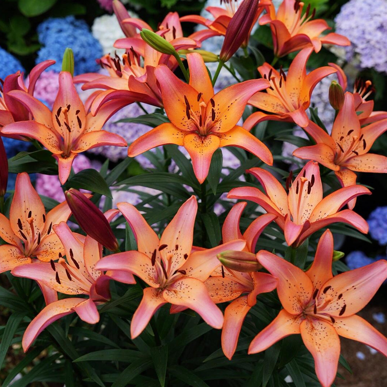 Lily Bulbs - Royal Sunset