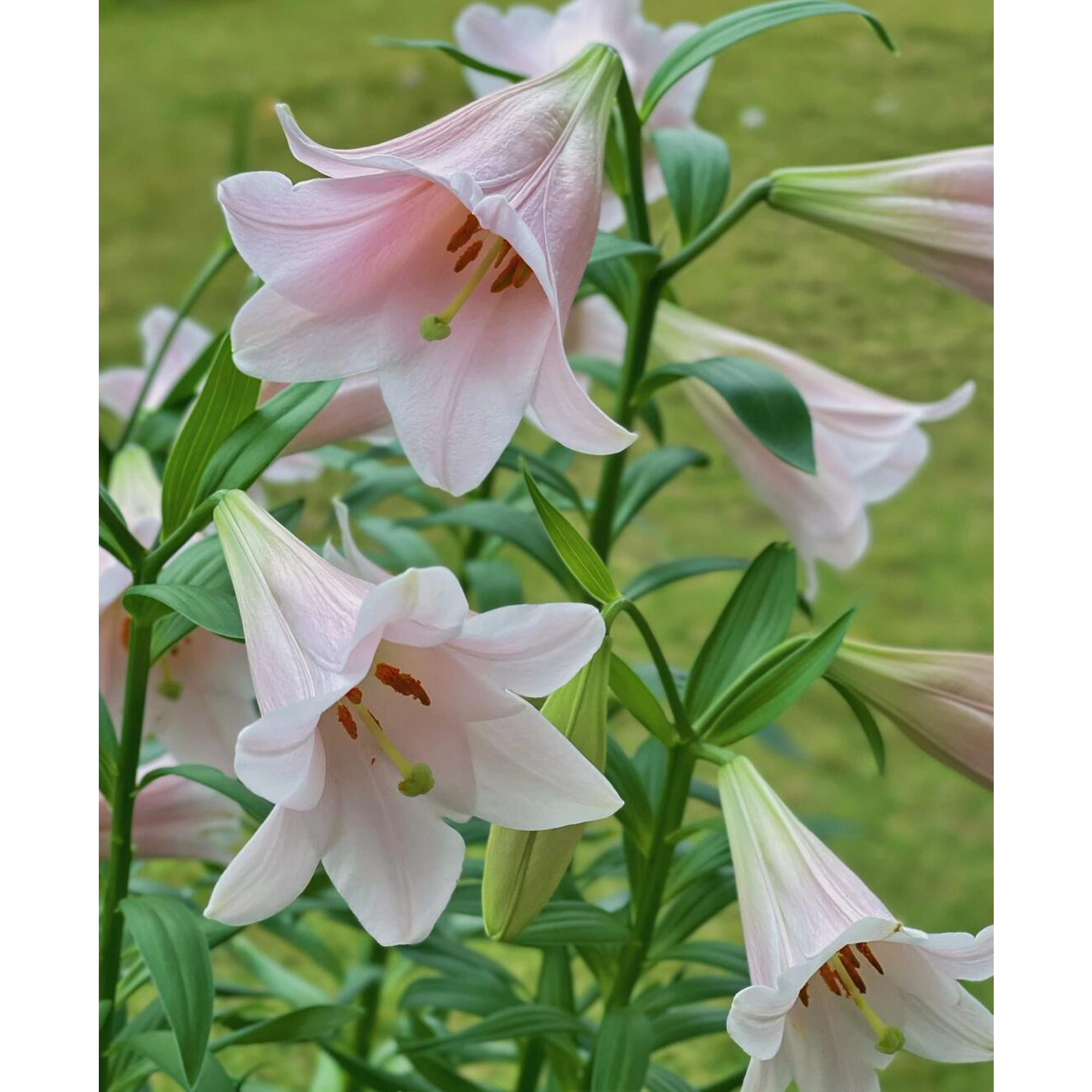 LO Lily Bulbs - Magnefique