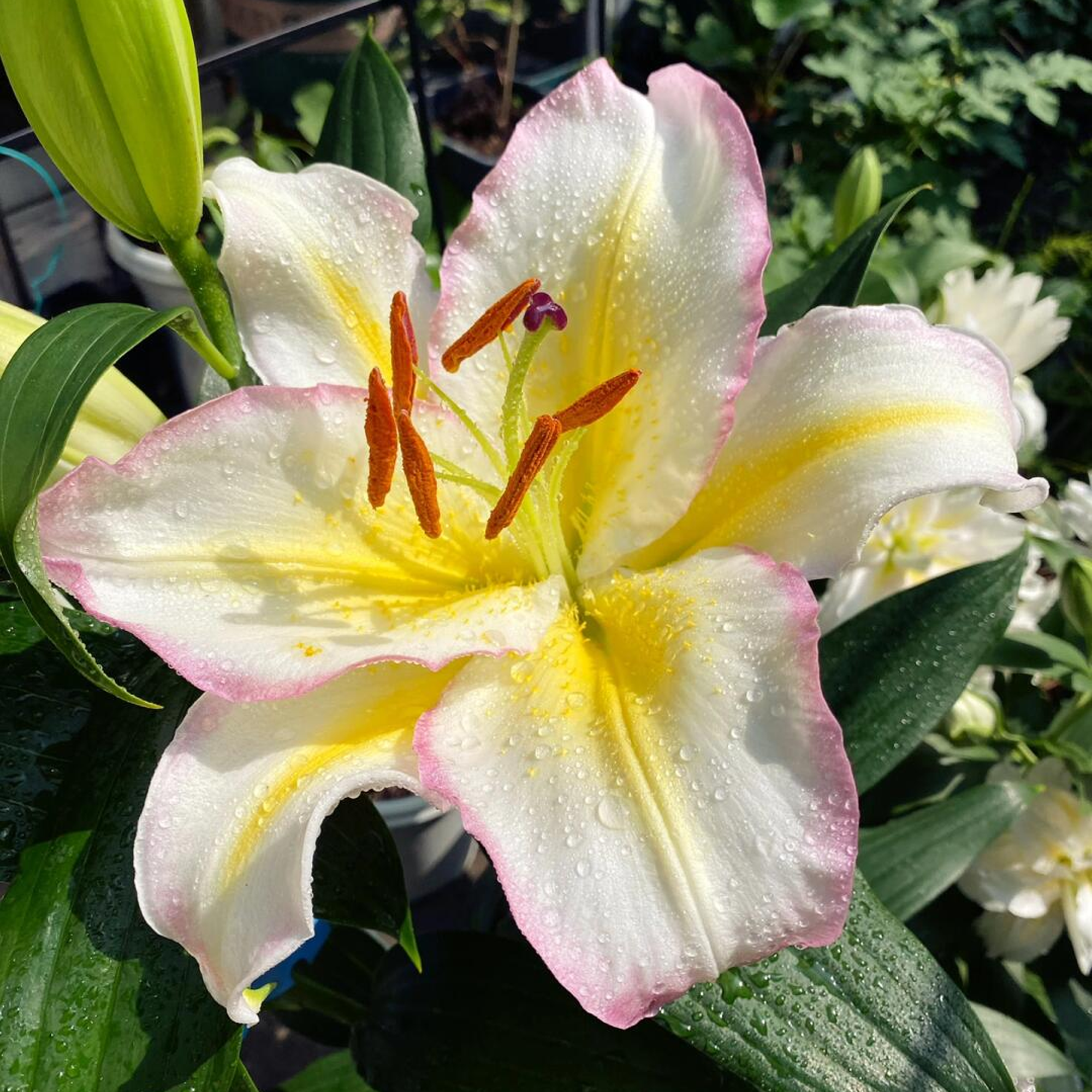 Lily Bulbs - Captain Tricolore