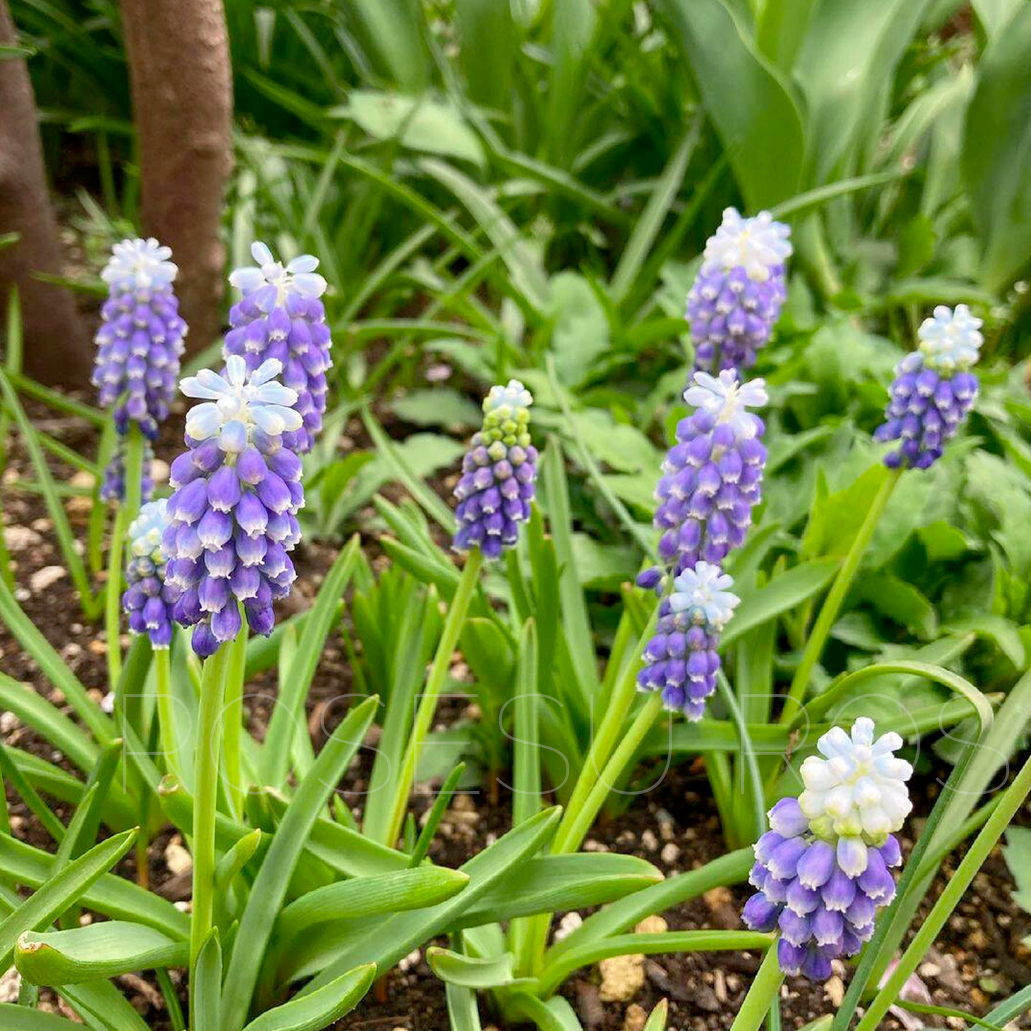 Grape Hyacinths